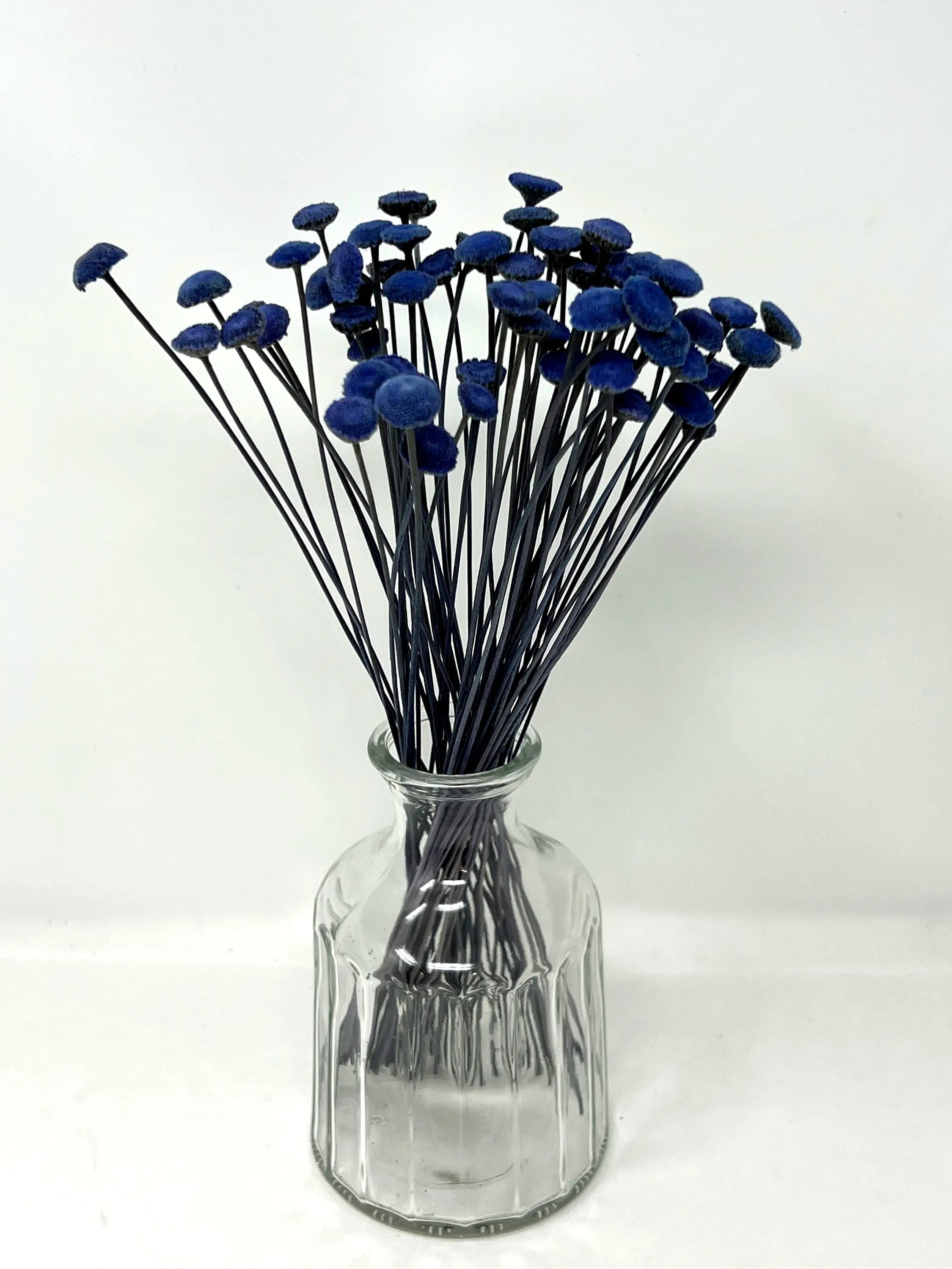 100pcs Button Flower Royal Blue in Cobalt Blue dried flower with a unique shape like a button flower DYI floral Arrangements