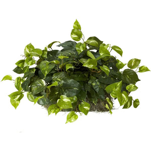 15in. Pothos Ledge Plant (Set on Foam) Silk Plant,Green