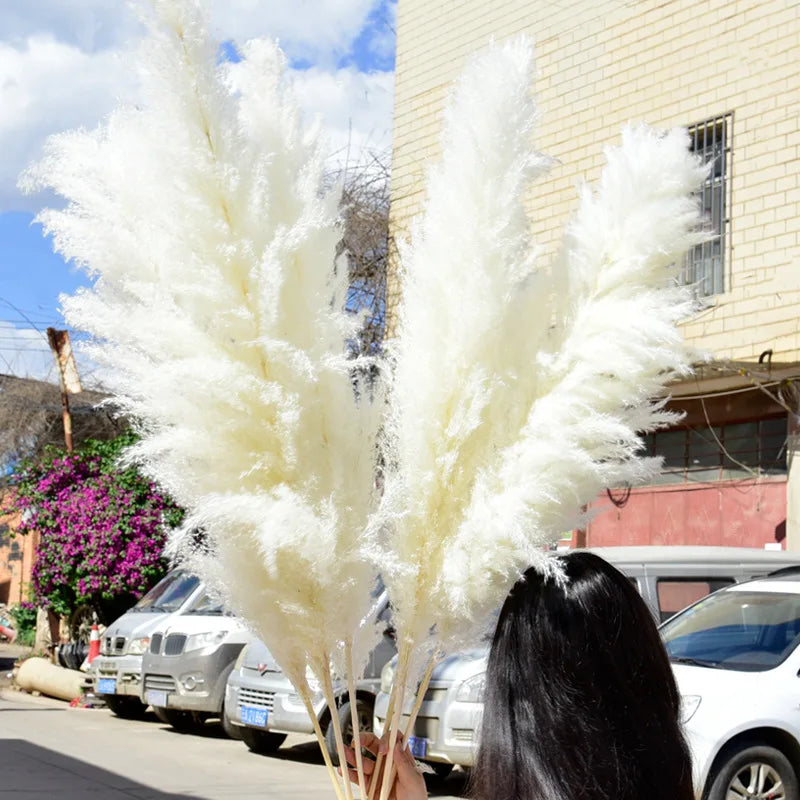 80cm Large Pampas Grass Natural Dried Flowers Bouquet for Wedding Christmas Decoration Fluffy Phragmites Boho Live Home 80cm La