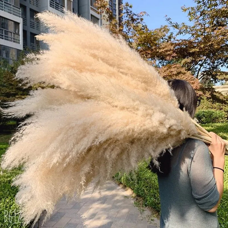 80cm Large Pampas Grass Natural Dried Flowers Bouquet for Wedding Christmas Decoration Fluffy Phragmites Boho Live Home 80cm La