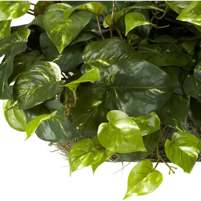 15in. Pothos Ledge Plant (Set on Foam) Silk Plant,Green