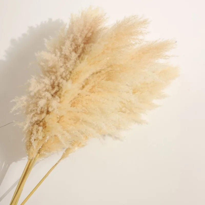 80cm Large Pampas Grass Natural Dried Flowers Bouquet for Wedding Christmas Decoration Fluffy Phragmites Boho Live Home 80cm La