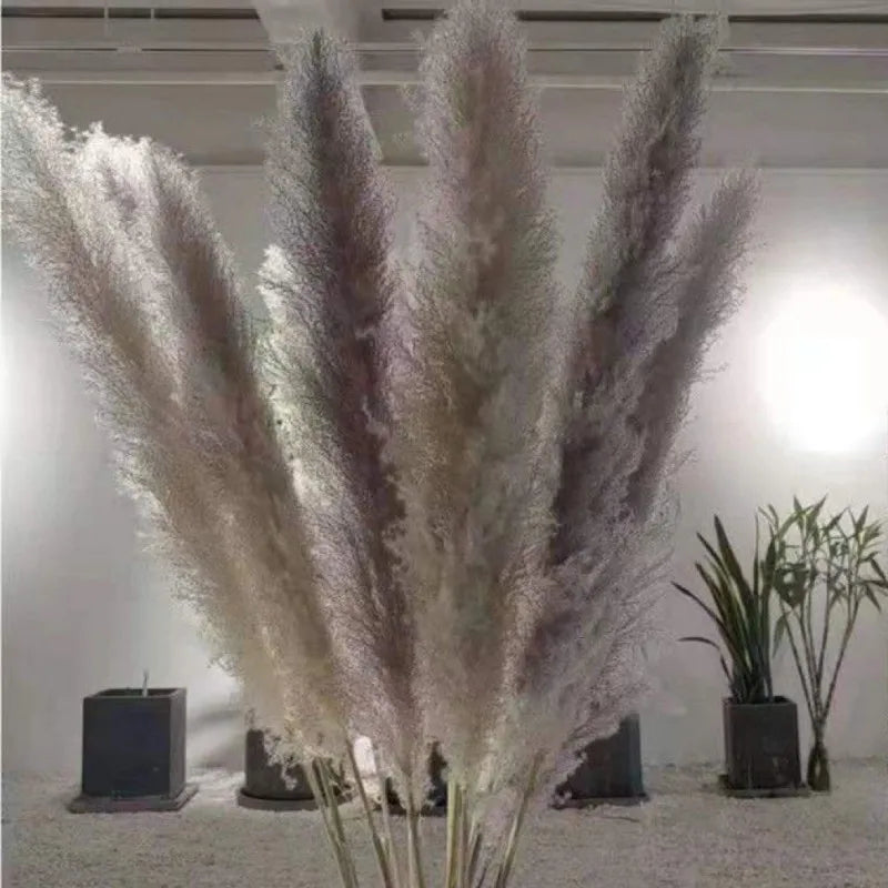 80cm Large Pampas Grass Natural Dried Flowers Bouquet for Wedding Christmas Decoration Fluffy Phragmites Boho Live Home 80cm La