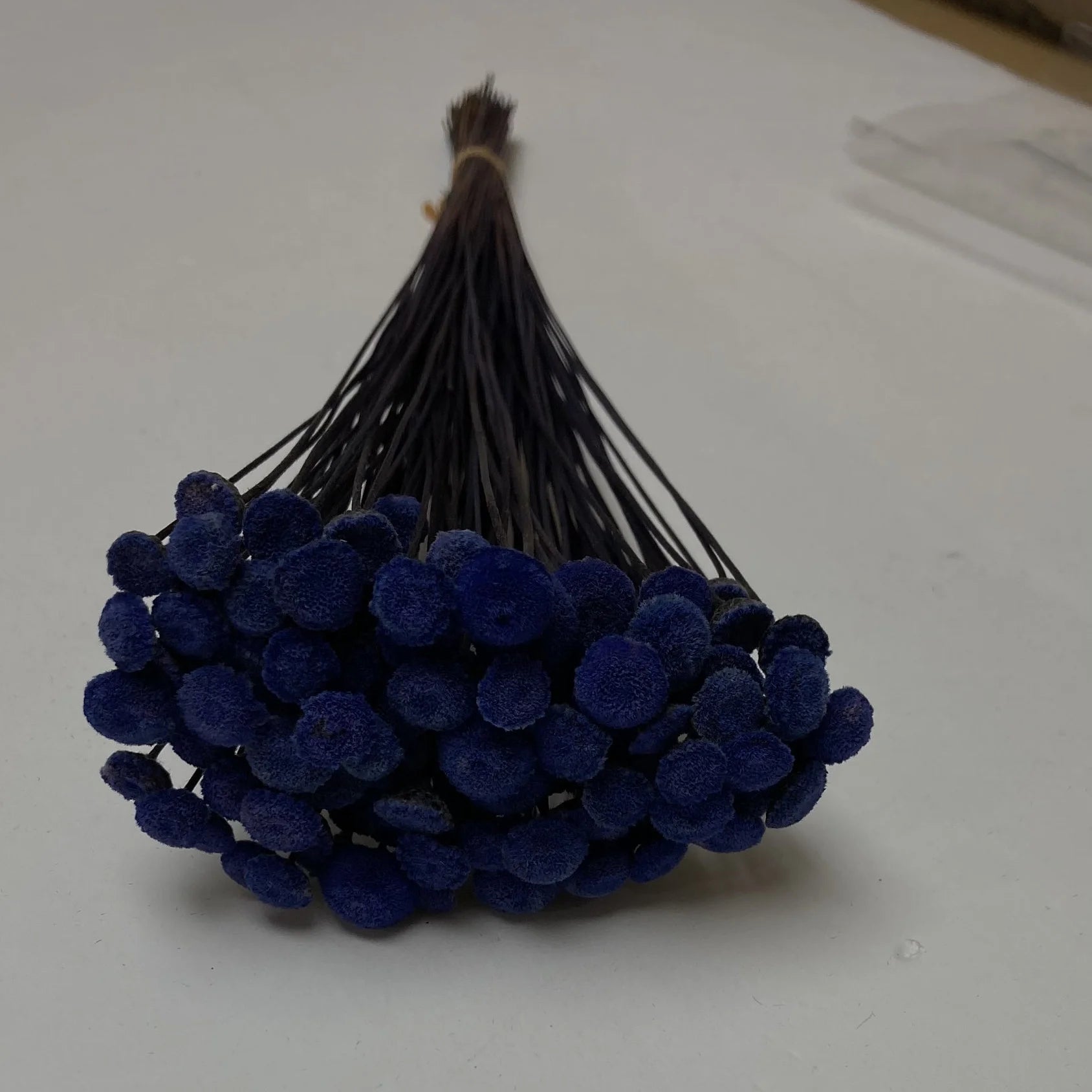 100pcs Button Flower Royal Blue in Cobalt Blue dried flower with a unique shape like a button flower DYI floral Arrangements