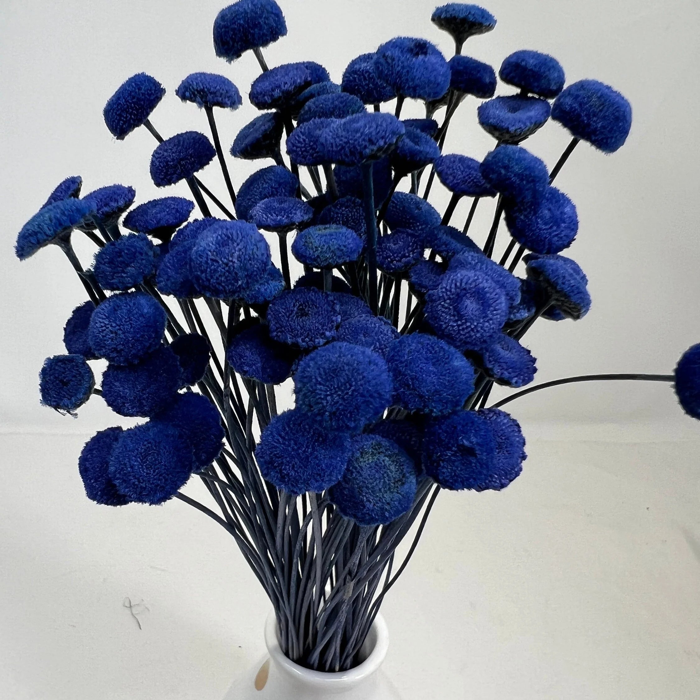 100pcs Button Flower Royal Blue in Cobalt Blue dried flower with a unique shape like a button flower DYI floral Arrangements